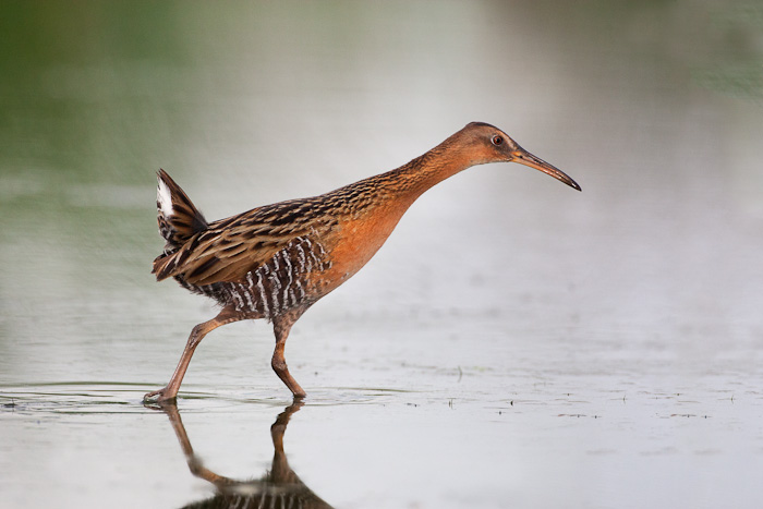 King-Rail;One;Rail;Rallus-elegans;avifauna;bird;birds;color-image;color-photogra